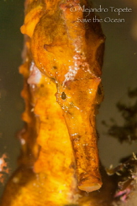 Seahorse close up, Acapulco México by Alejandro Topete 